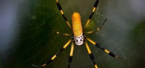 10 of the most dangerous spiders in Australia
