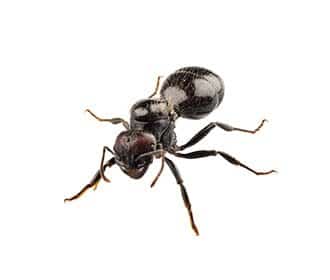 Black house ant 1