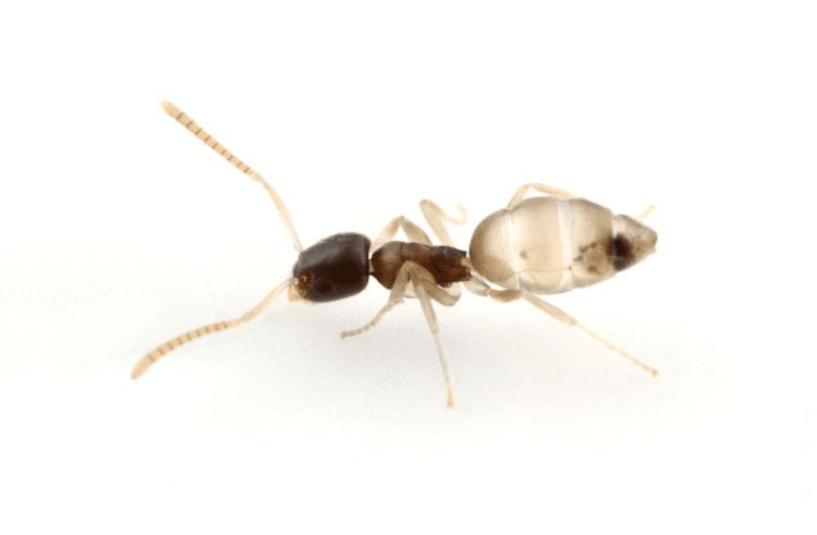 Ghost ant 1