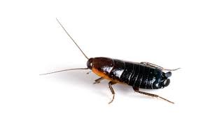 Oriental cockroach 1
