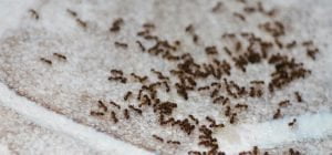 Signs of an ant infestation – 2