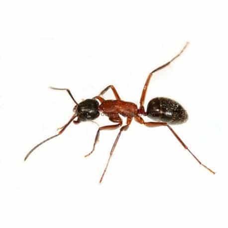 Sugar ant 1
