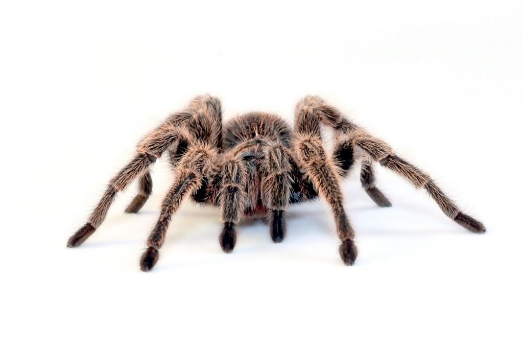 10 of the most dangerous spiders in Australia 7 Tarantura spider 2