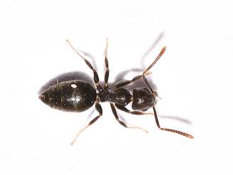 Whitefooted house ant 1