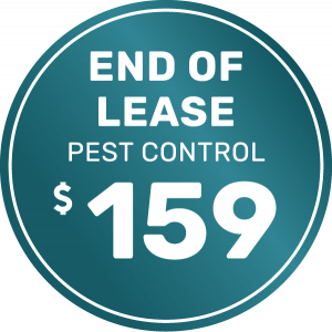 Pest Control Premium End of lease 1