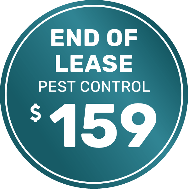 Pest Control Premium End of lease 1