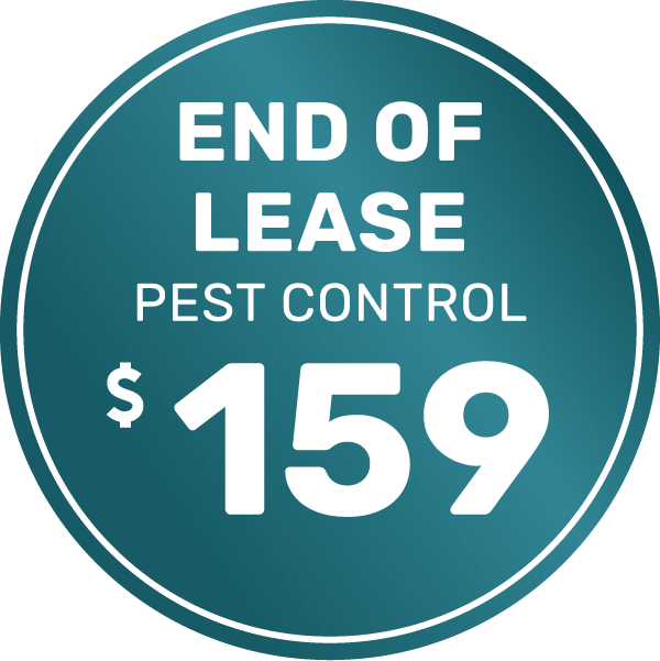 End of Lease Pest Control Services The 99 People